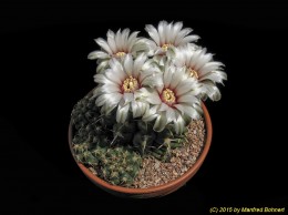 Gymnocalycium spec. 1189